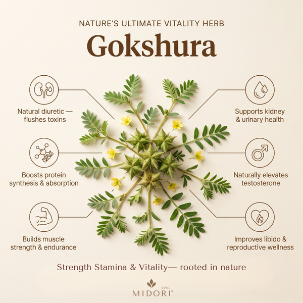 Gokshura